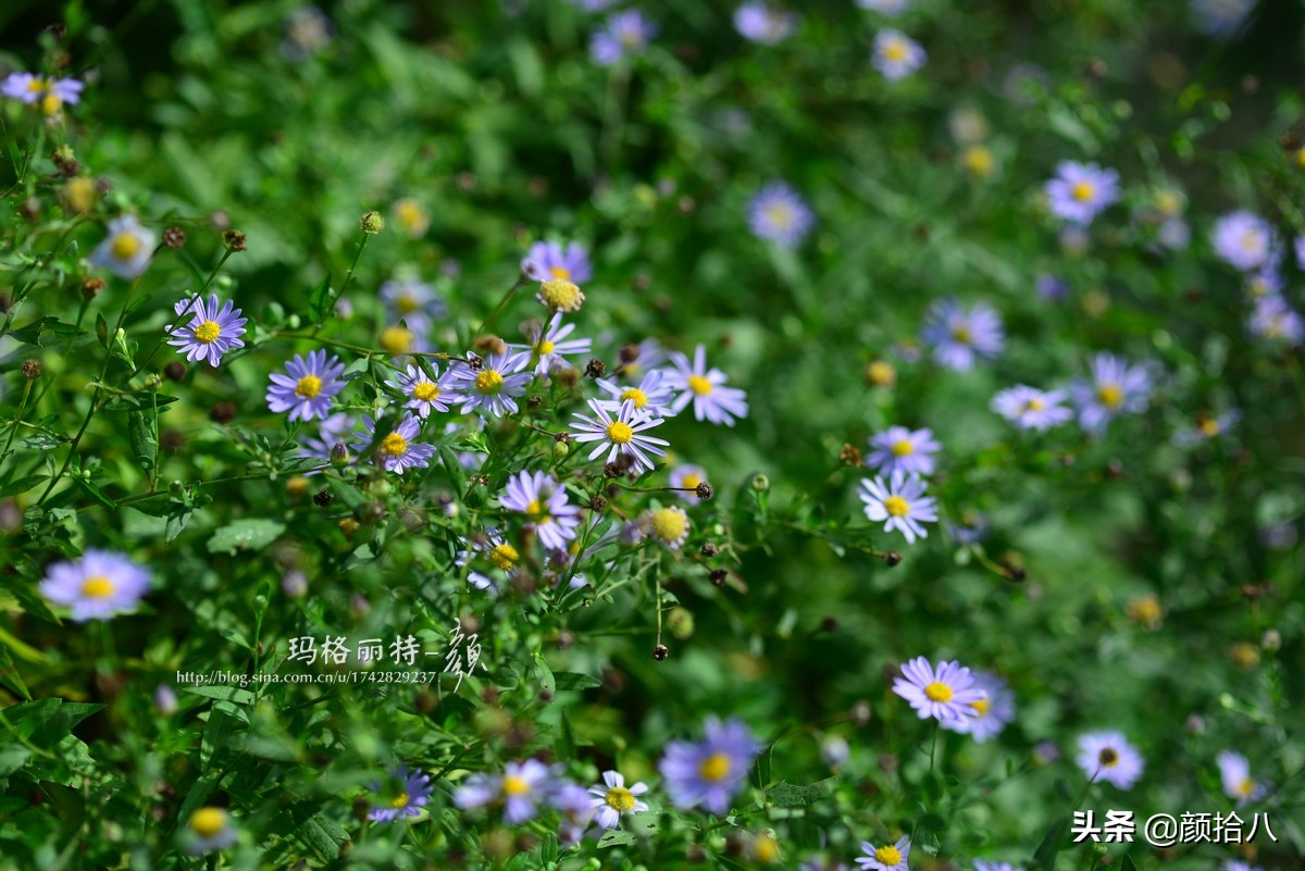 扶不起的绿植,扶不起的绿植视频
