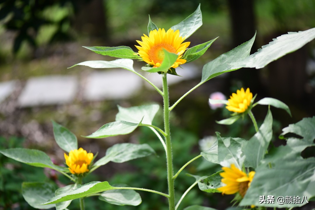 这个夏天我在花园里种向日葵|园丁