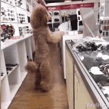 泰迪老是拱屁股怎么回事,泰迪头拱地脚刨地为什么