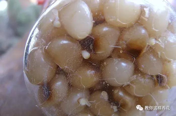 君子兰开花后变成三个头了咋养,君子兰怎样才能结子