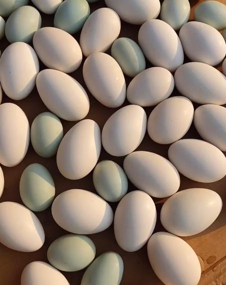 腌咸鸭蛋冒油的方法用麻椒可以吗,腌制咸鸭蛋的方法大全家常