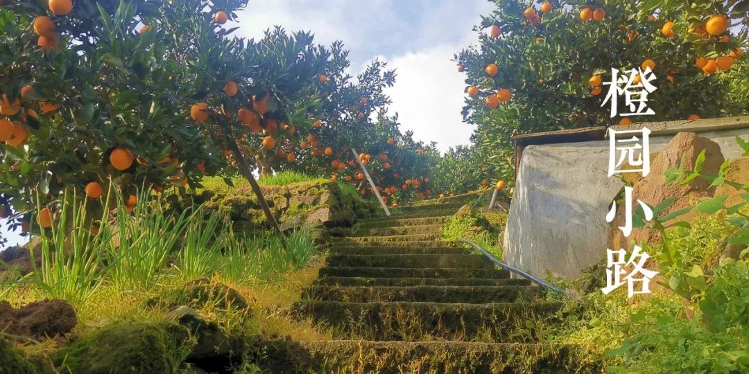 秭归夏橙和伦晚橙的区别,秭归伦晚帝王橙