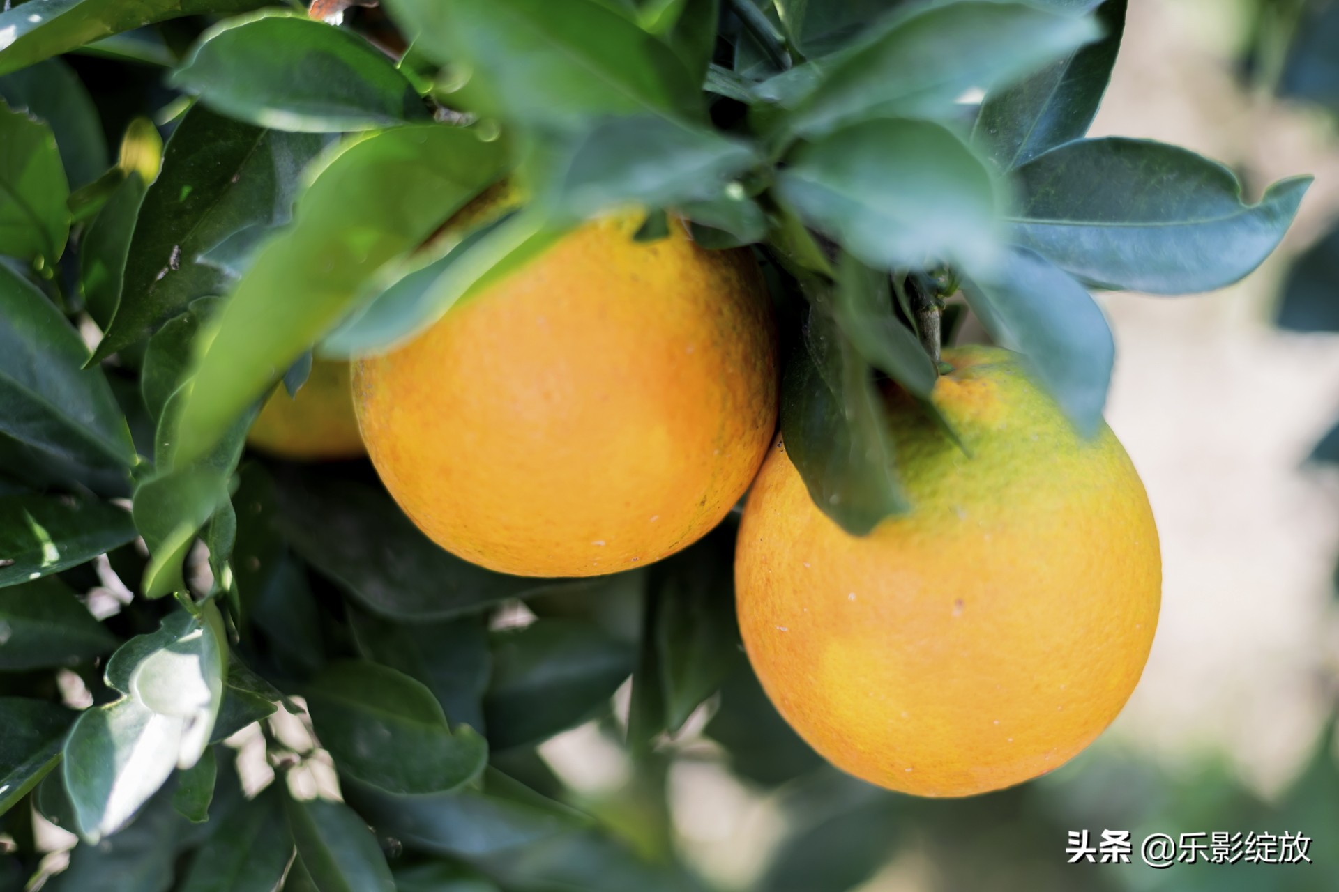 带小花狗去野外生存,带着小花去兜风