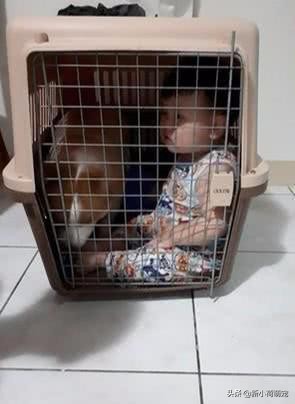 犯了错的柯基被关进笼子，宝宝放声大哭，爸爸的解决方法太赞了