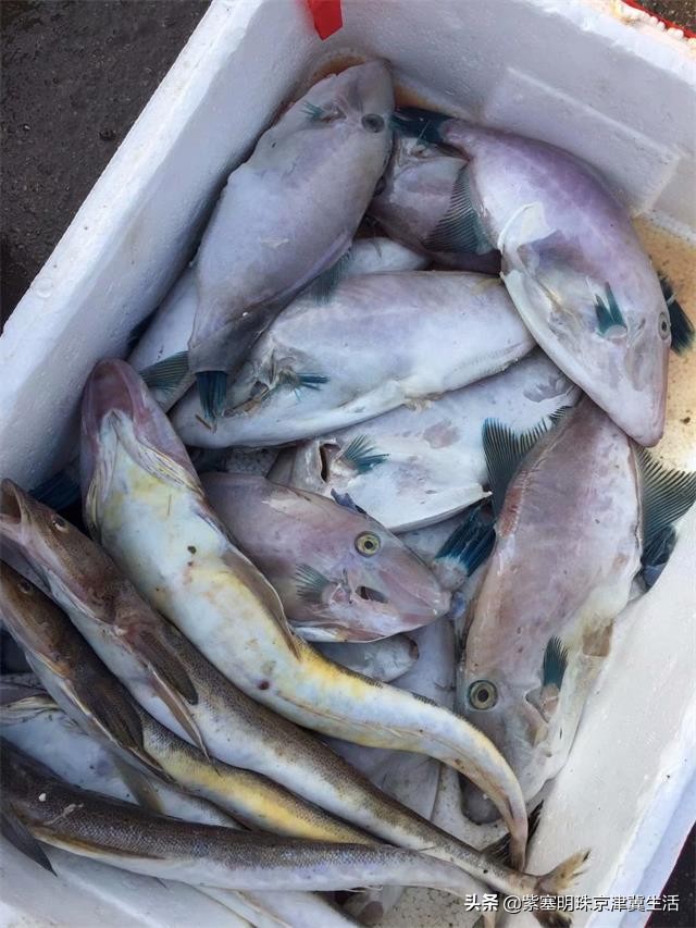 海边可以赶海吃住玩一体的农家院,秦皇岛黄金海岸牧海农家院