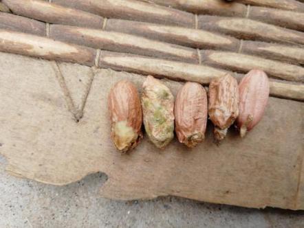 种的花生出苗上面的土厚怎么办,花生出苗一个月施肥多会死苗吗