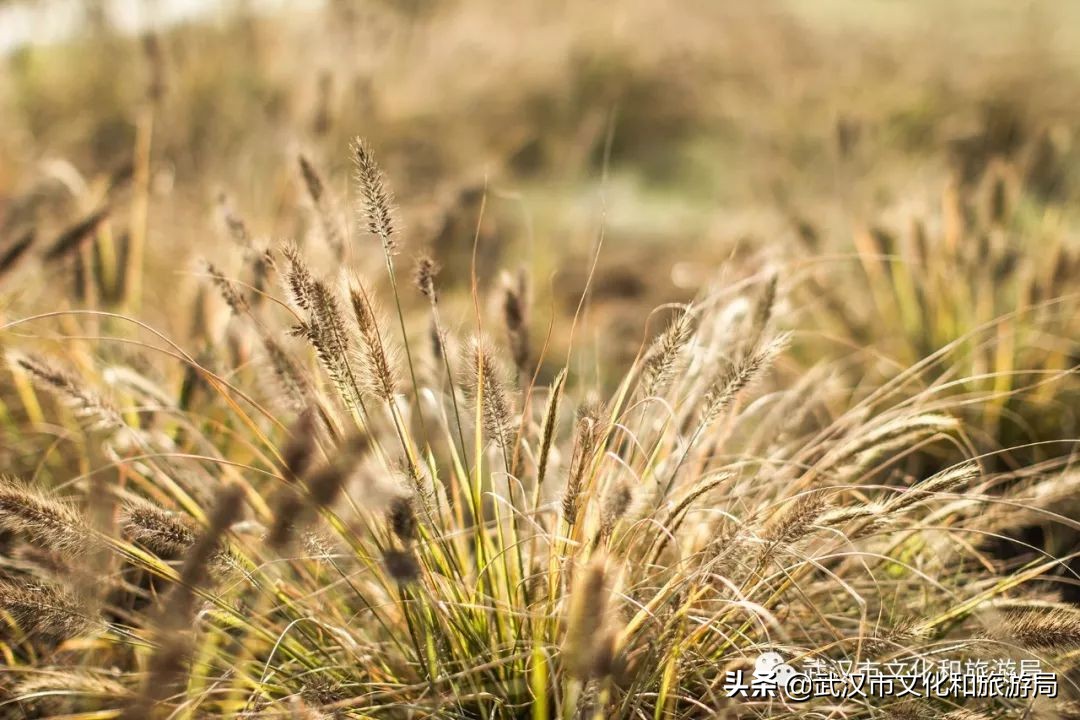 武汉长江二桥江滩公园,武汉杨泗港长江大桥篮球公园