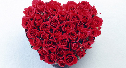 玫瑰花简介视频,玫瑰花简介外表