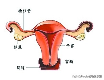 经常生闷气怎么做瑜伽,对子宫卵巢有帮助的瑜伽动作