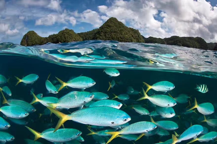 帕劳潜水旅游攻略,马尔代夫对比巴厘岛普吉岛帕劳