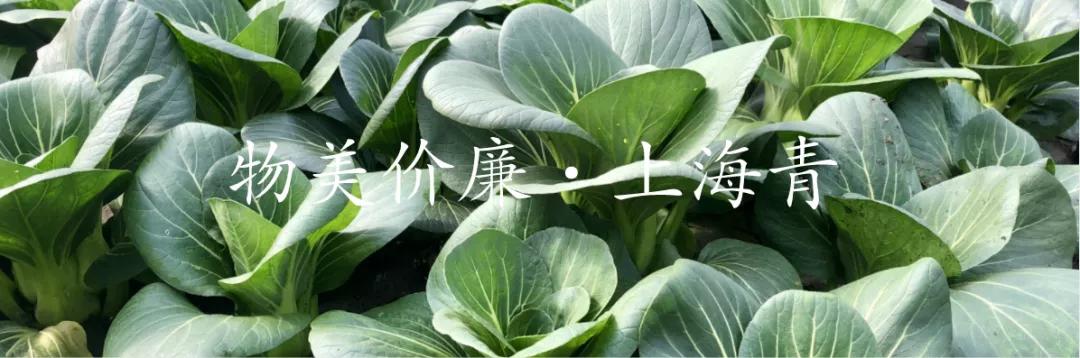 高原有机上海青,有机上海青怎么做