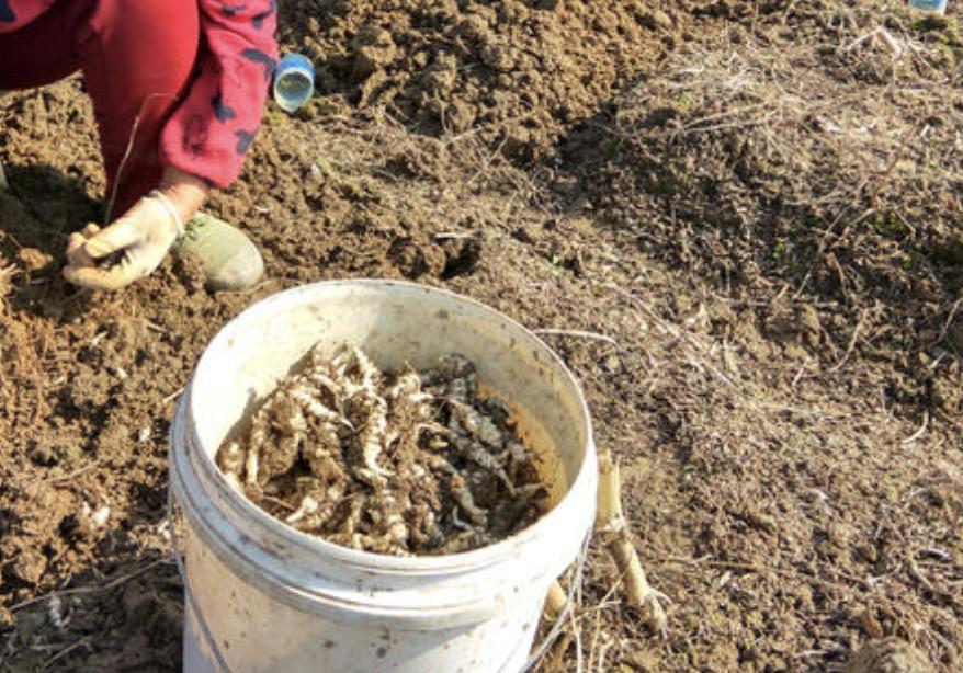 农地里有1种“地环”,比车前草顽强,1斤卖20元,珍贵、值钱