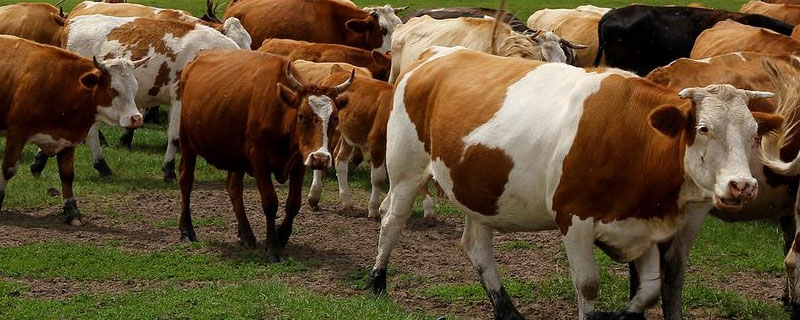 苏州牛羊催肥饲料添加剂厂家供应,浙江牛羊催肥饲料添加剂厂家供应