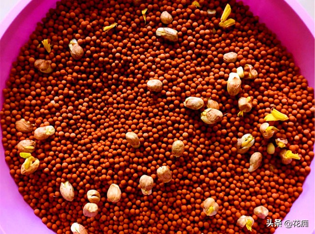 好吃新鲜花生,怎么发花生芽又粗又嫩