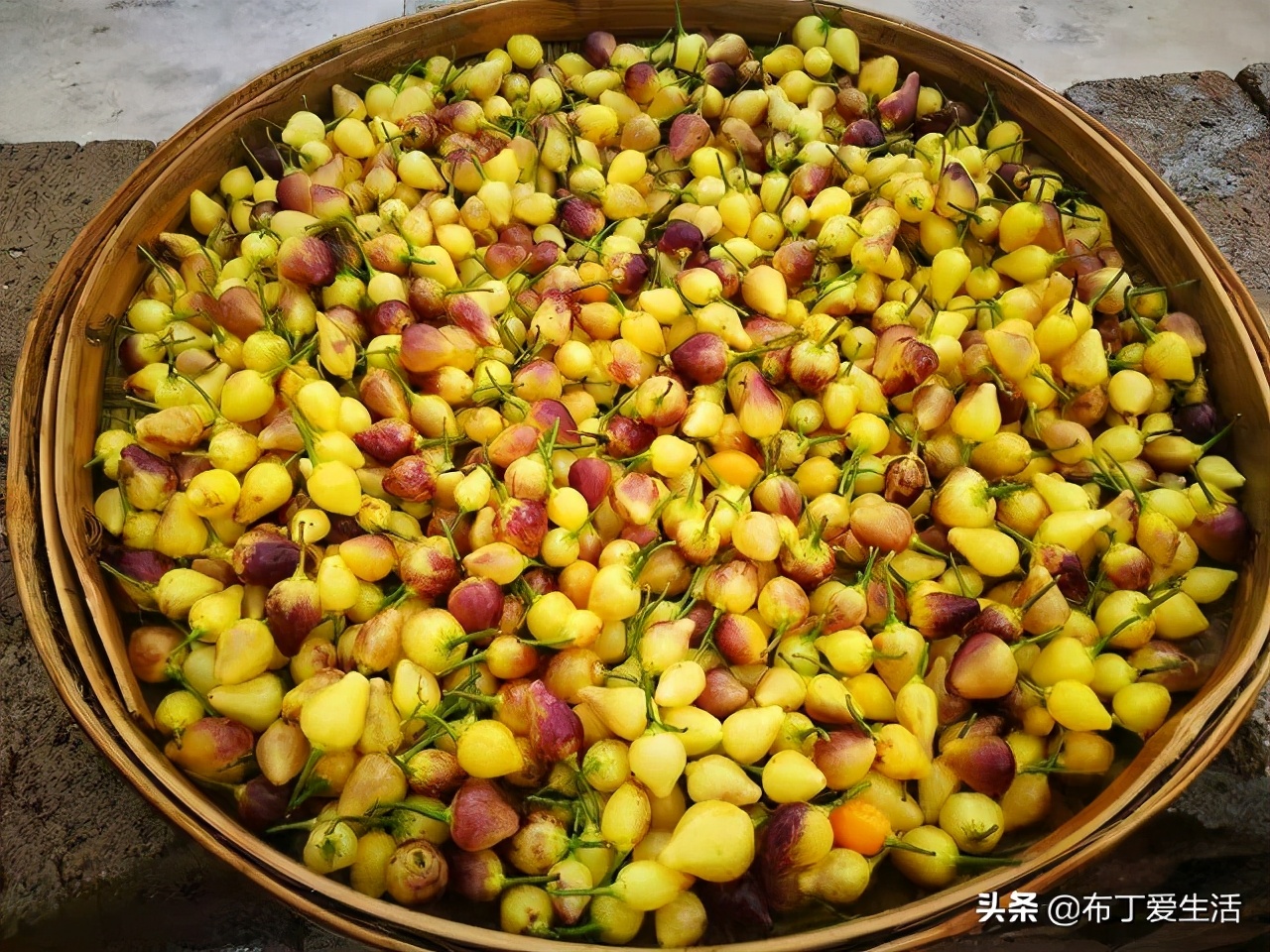 酱泡五彩椒制作教程,泡七彩椒酱方法