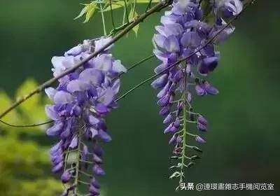 各种花的花语文案,花的花语100种