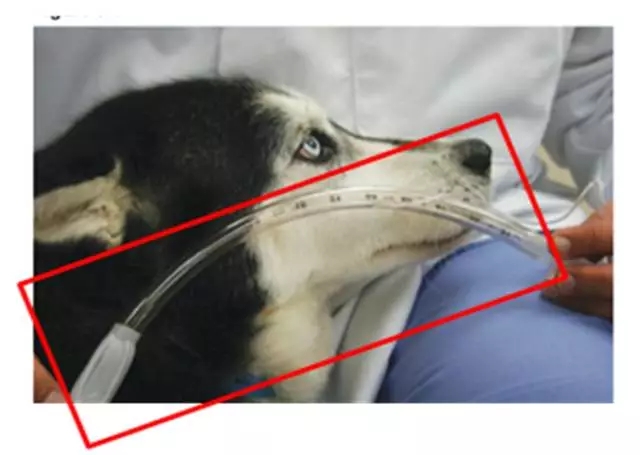 动物麻醉气管插管全过程,动物气管插管实验步骤