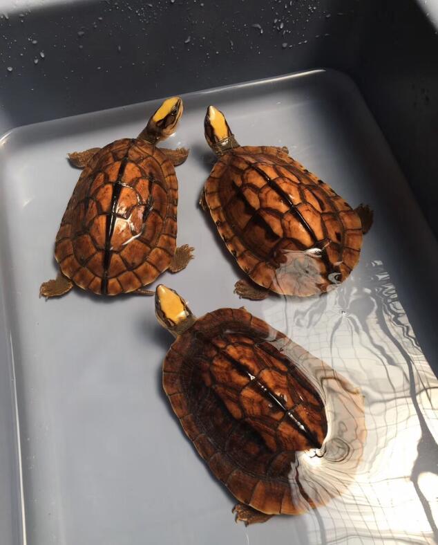 养龟养多少算多,养龟几年算老手