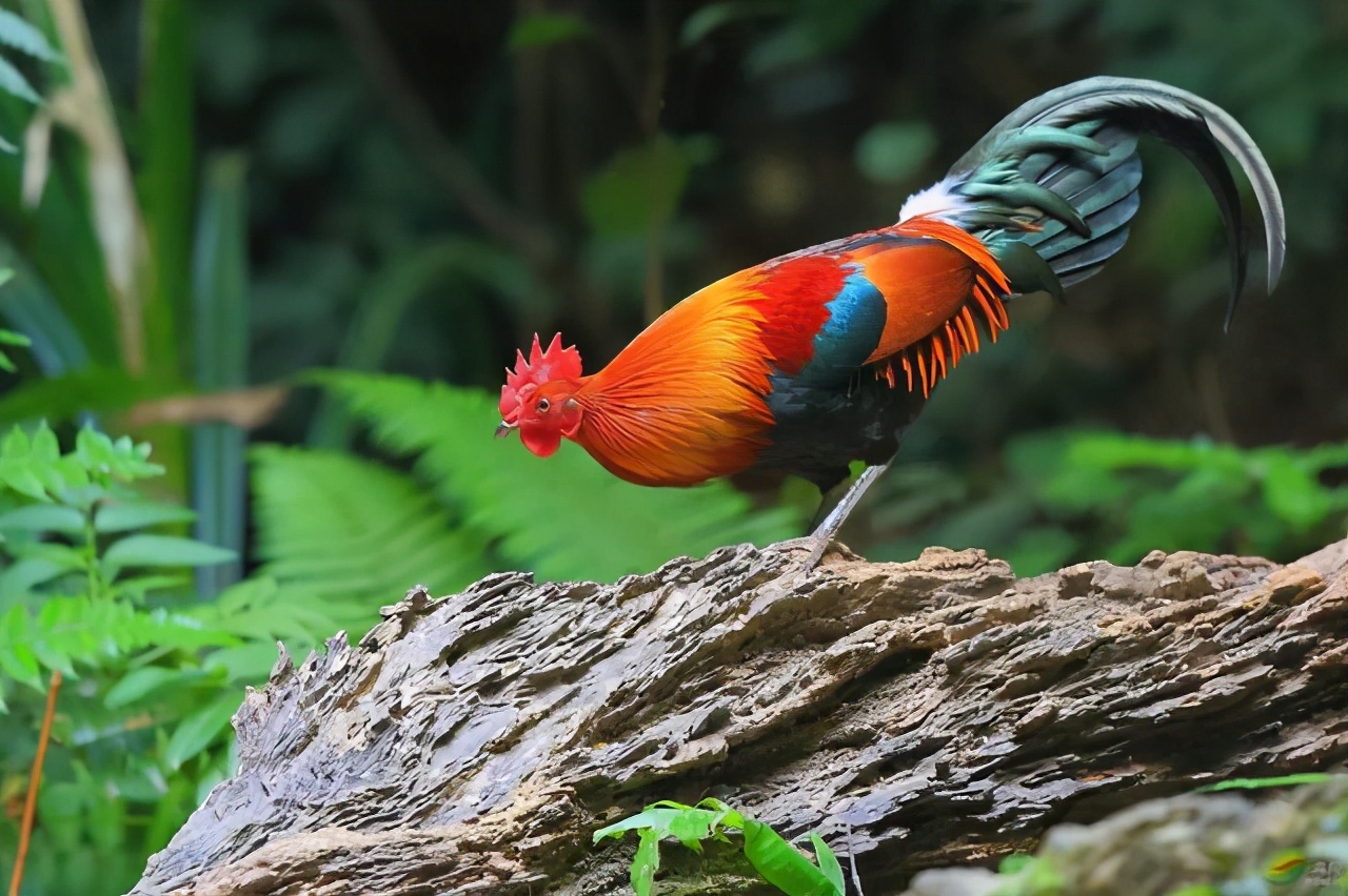 为什么母鸡没公鸡能生蛋,为什么母鸡没有公鸡公鸡不能下蛋