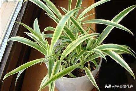 新房子装修放什么植物除甲醛,新房什么植物去除甲醛最好