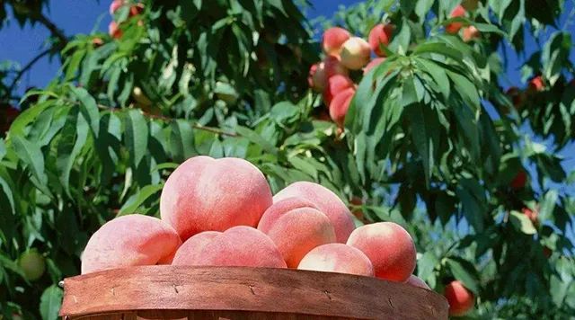 桃子和什么相克会中毒,食物相克大全西瓜和桃子