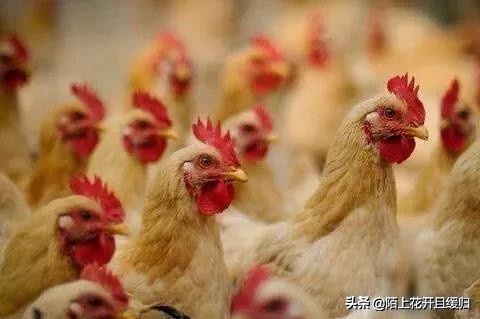 鸡场鸡被野生动物咬死,狗咬死一个鸡场的鸡