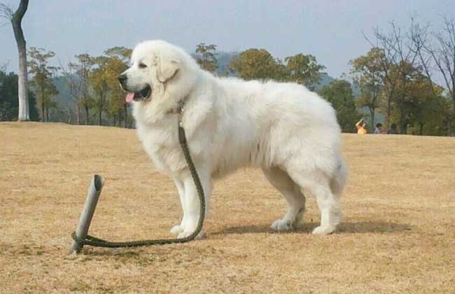 纯种大白熊犬图片大全高清,狗狗大白熊犬分多少类