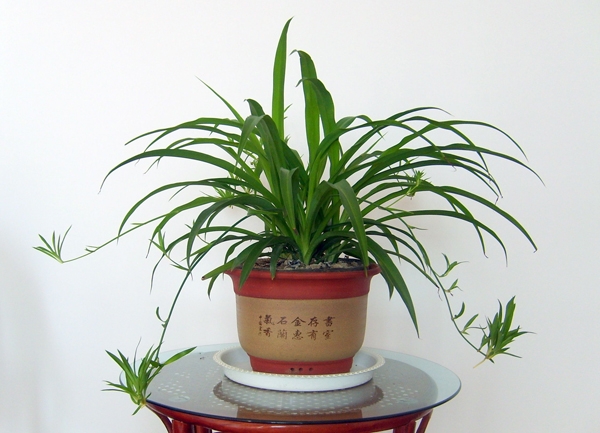 养这些植物吸收甲醛,家里再不担心甲醛危害!