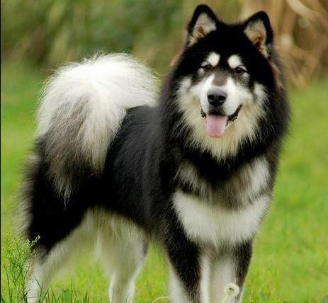 世界上一百种狗的图片,世界十种名贵狗