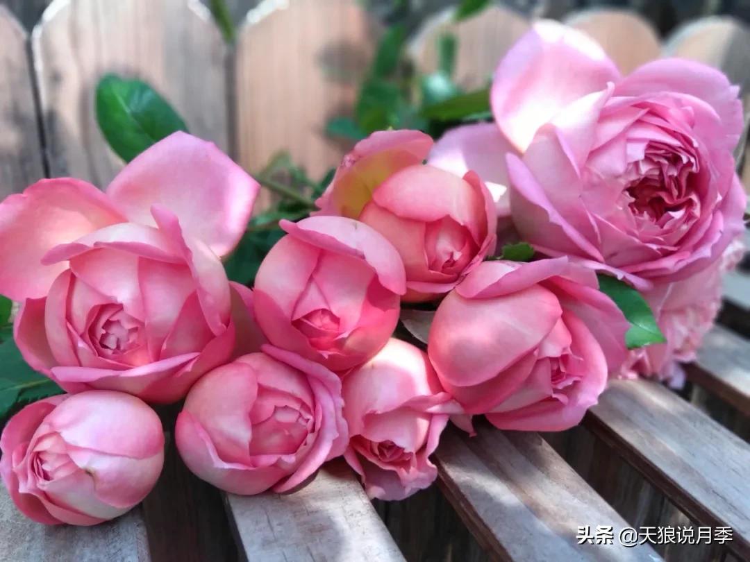 月季花是时候展现真正的技术了 (开春的第一波月季花就这么过去了)