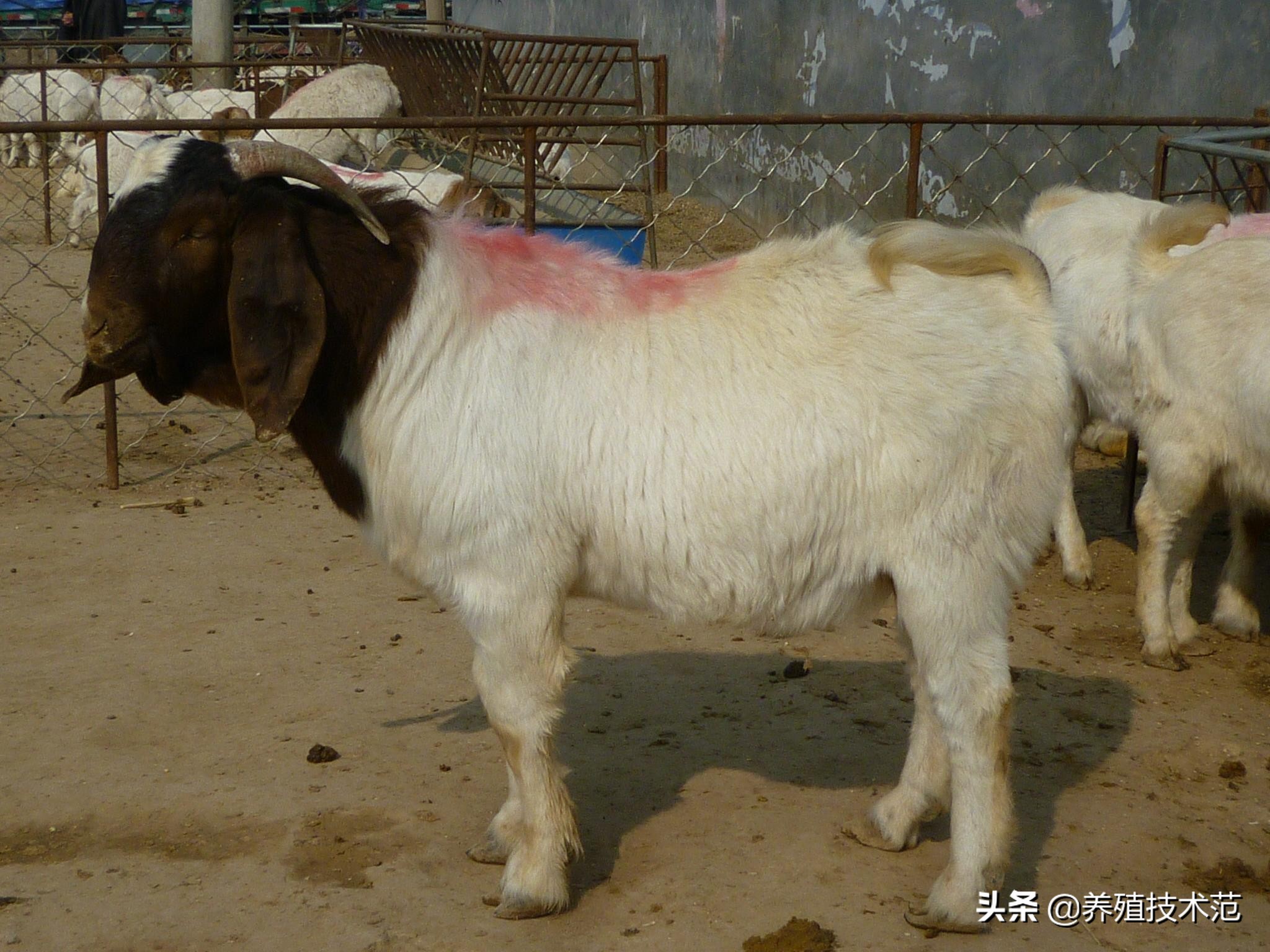 山羊咳嗽流鼻涕是什么原因,山羊咳嗽流鼻涕用啥药