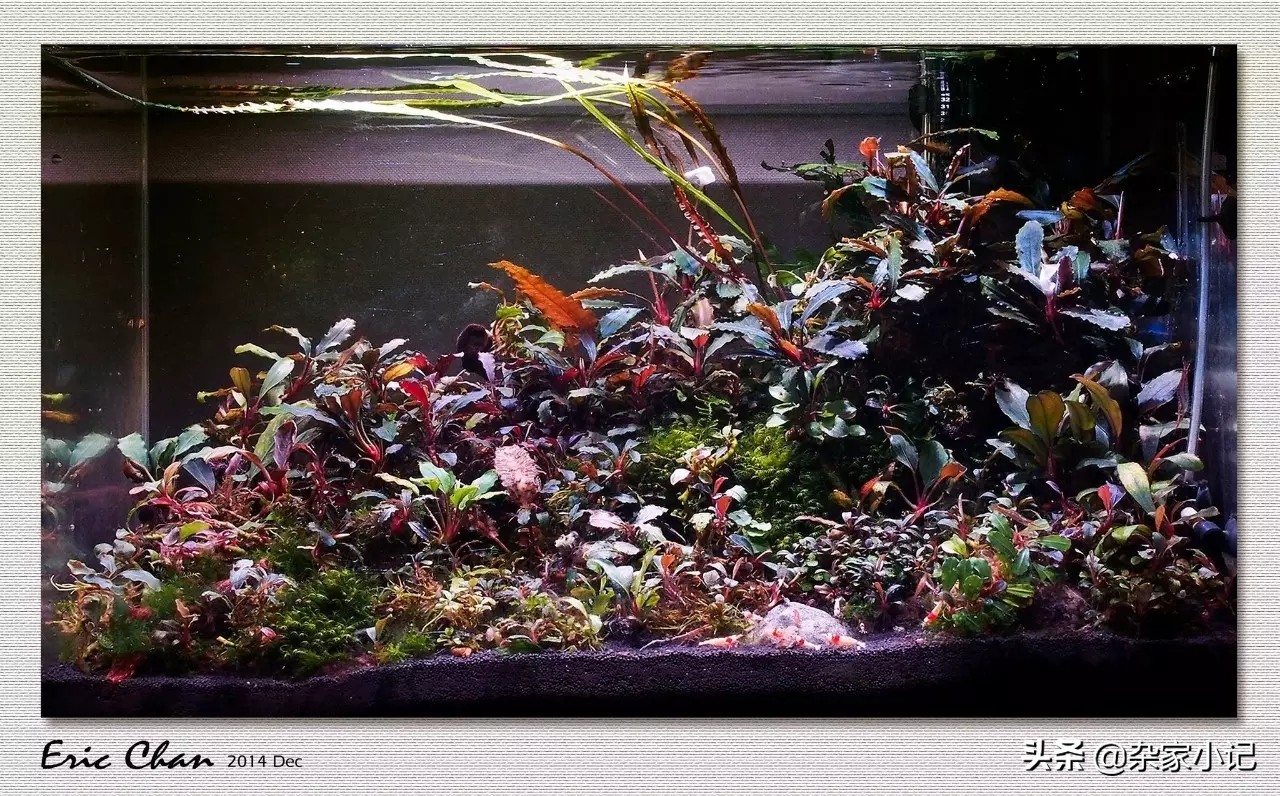 草缸辣椒榕大树造景,草缸辣椒榕怎么修剪