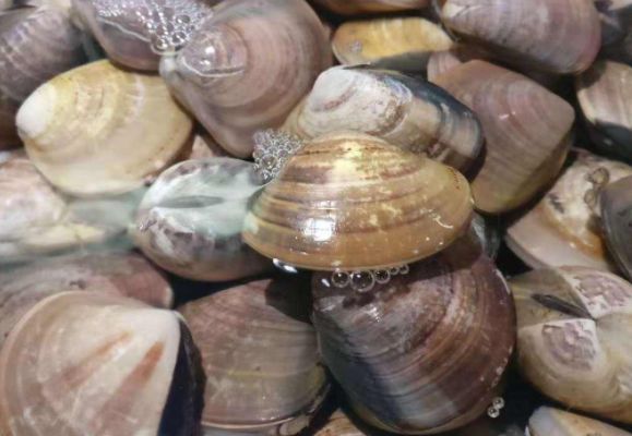 农村种植业致富项目推荐,农村致富项目一年四季有收益