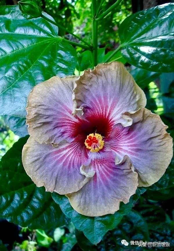 大红花和扶桑木槿有什么区别,木槿花和扶桑花哪个品种好