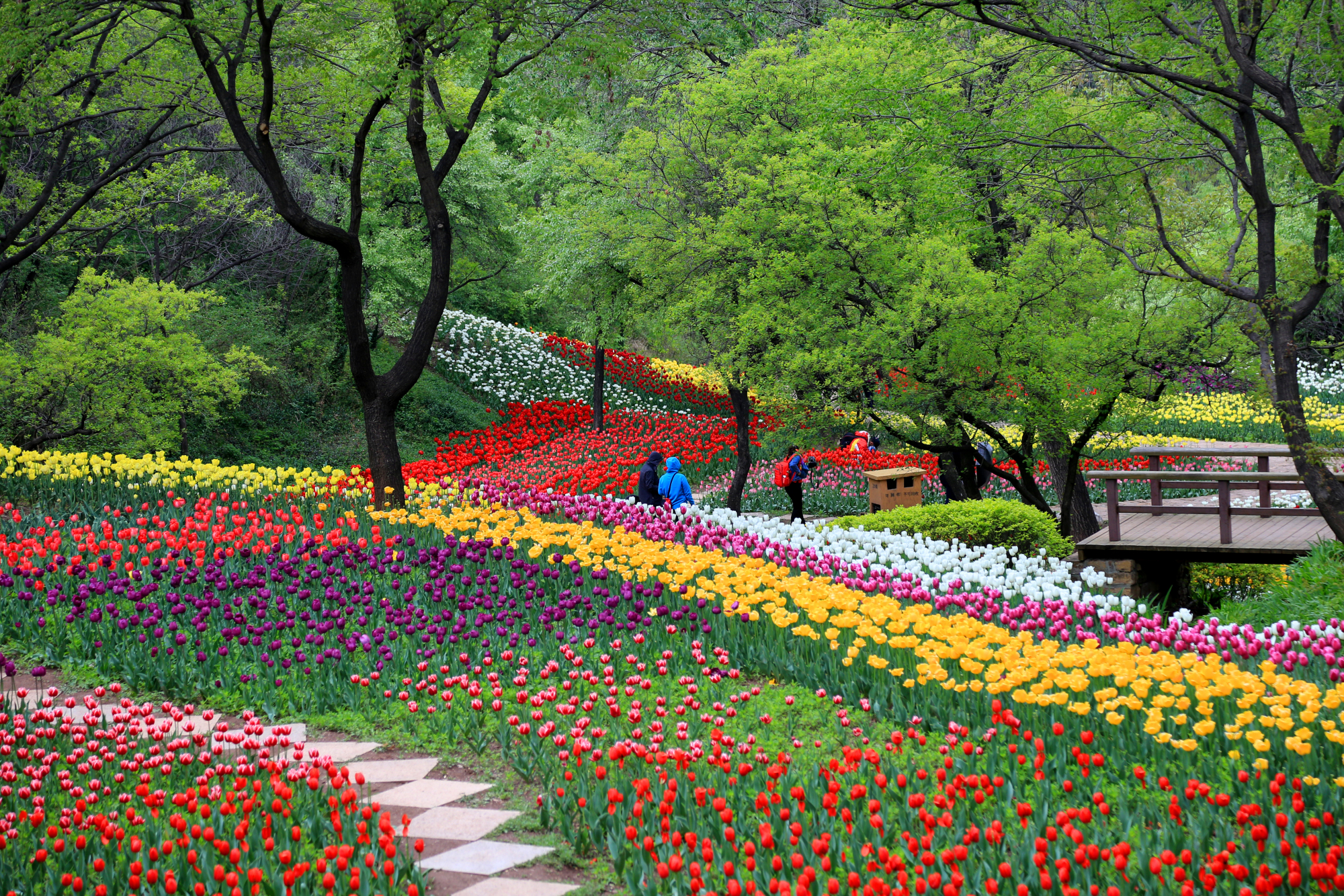 郁金香济南哪里最好,济南万象城郁金香