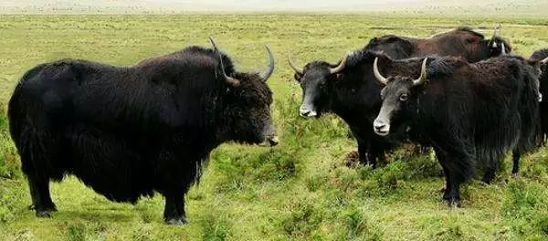 全国各地最全特产,全新疆特产