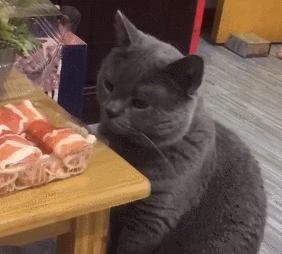 英国短蓝猫好养吗,千万别养蓝猫