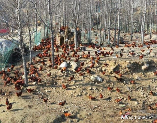 山地养鸡围栏适用什么规格的围网,养鸡围网