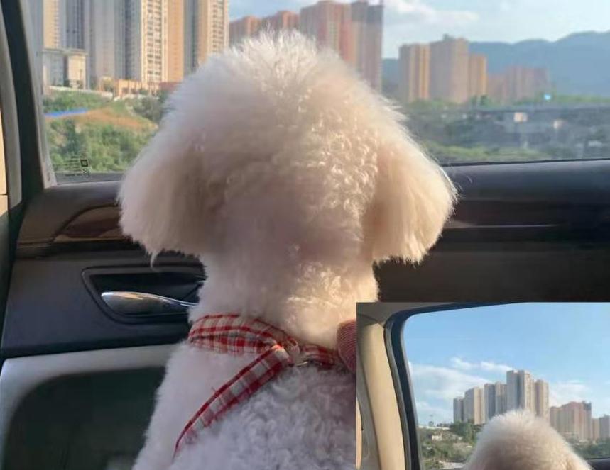 比熊真有那么笨吗,比熊犬的优点和缺点