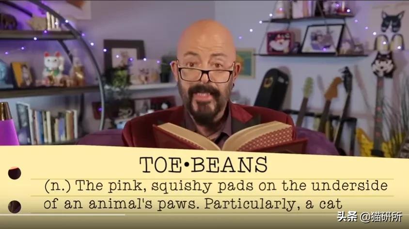 猫爪有什么隐藏的秘密,猫爪爪有哪些冷知识