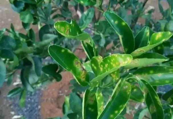 柑橘果树的管理技术,柑橘幼树管理最佳方法