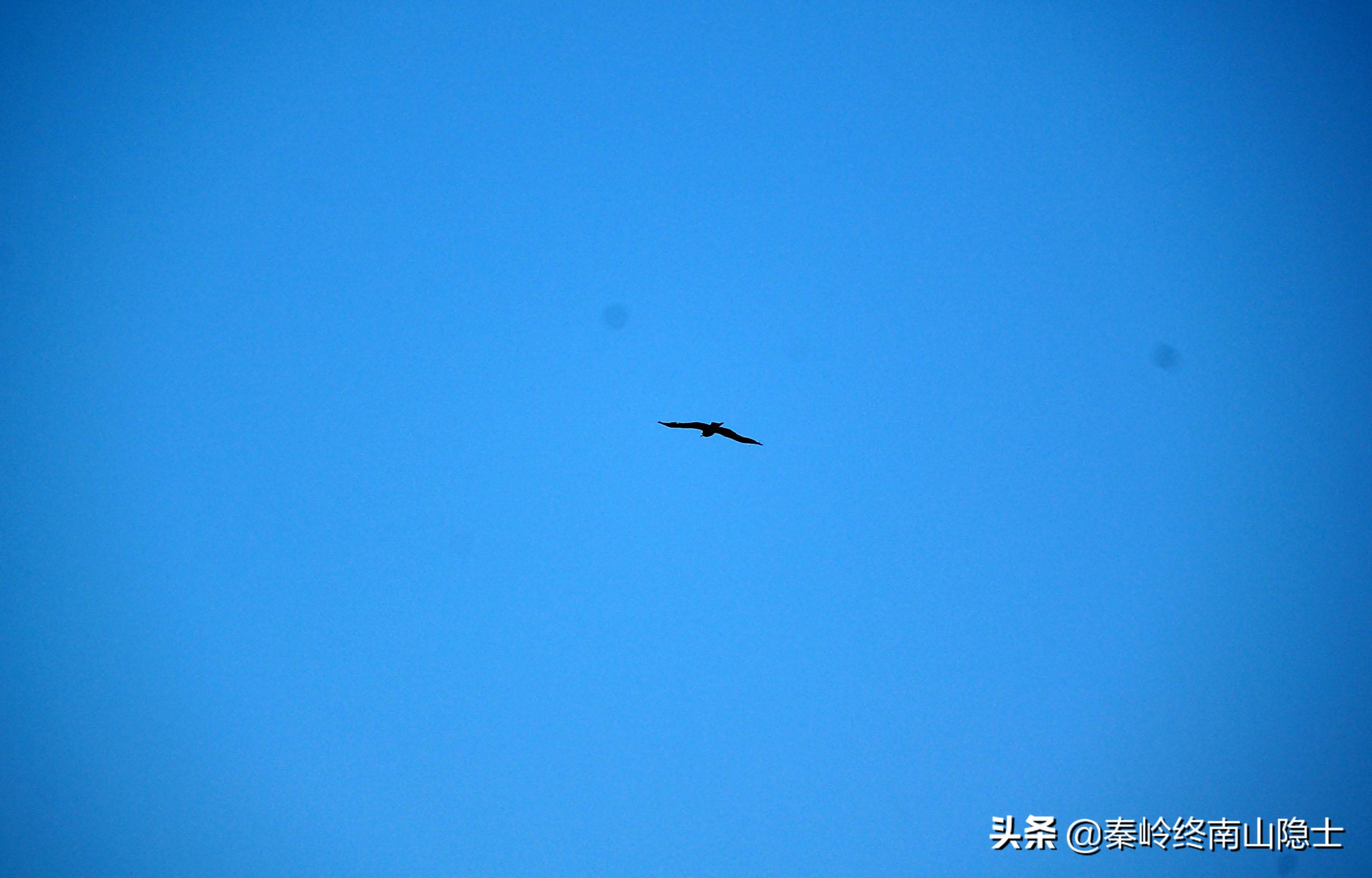 偶遇一只受伤的鸟类,发现一只受伤的鹰隼怎么处理