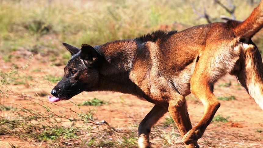 它们是澳洲顶级掠食者，专家建议把它们做成罐头，全部出口到中国
