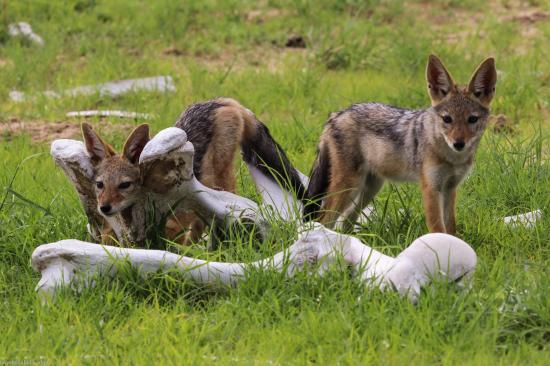 黑背胡狼智谋最高吗,黑背胡狼的弱点
