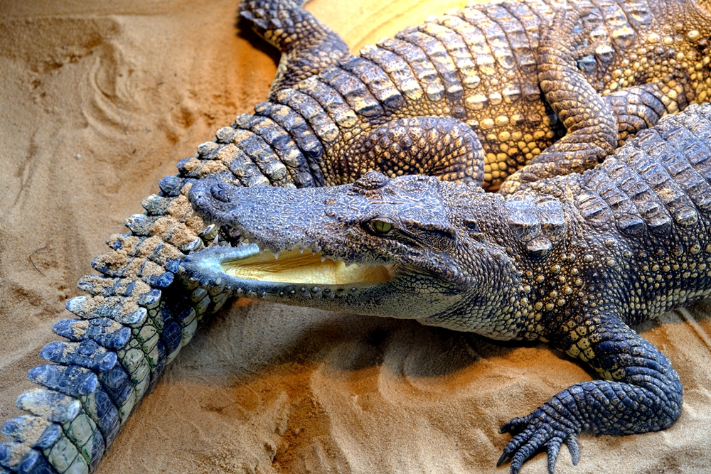 福建六鳌海滩,得天独厚图片