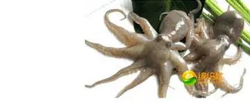 舟山海鲜代加工攻略,最全舟山海鲜攻略