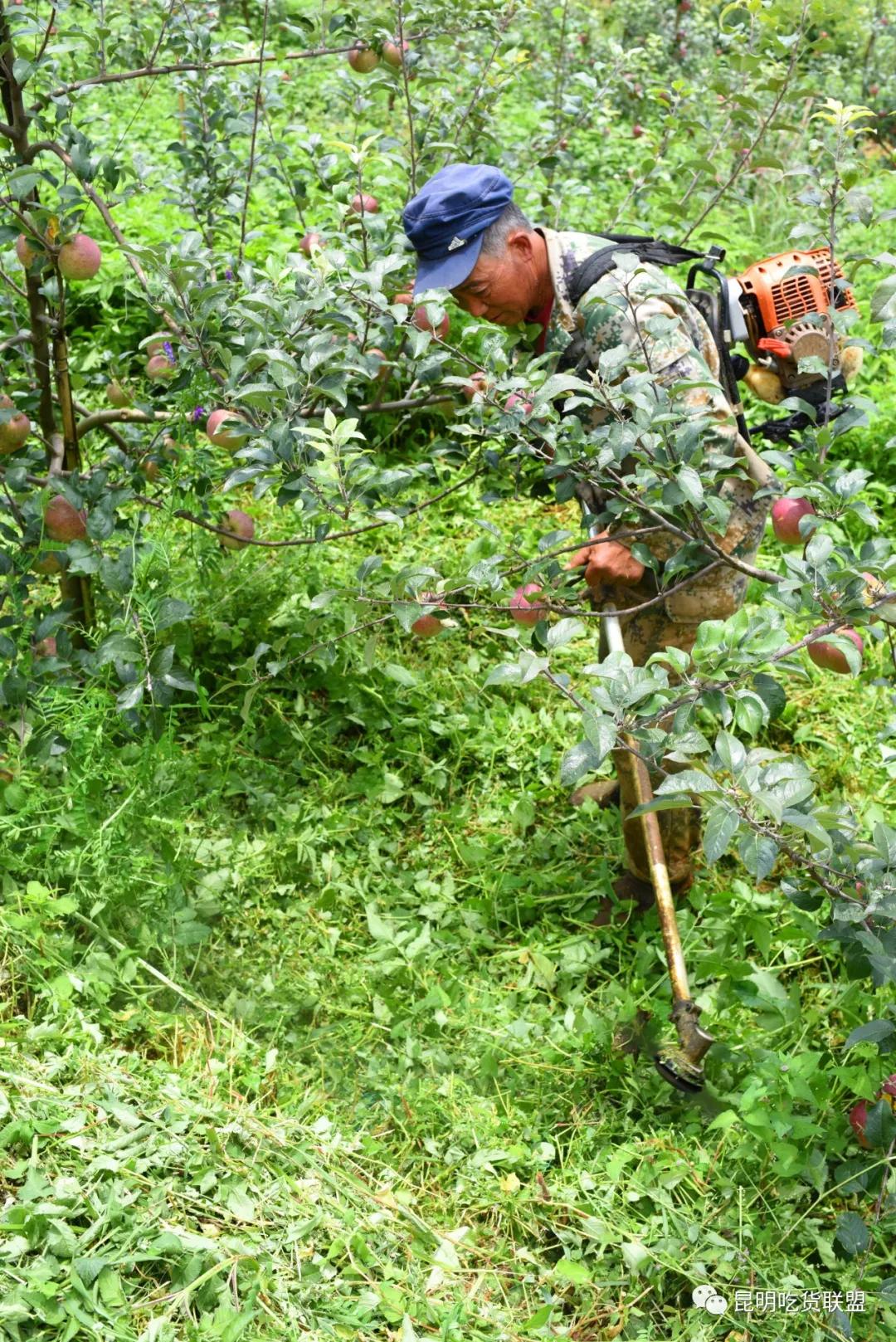 自驾29分钟到，昆明边大片红将军成熟可摘，1口糖心甜蜜又多汁