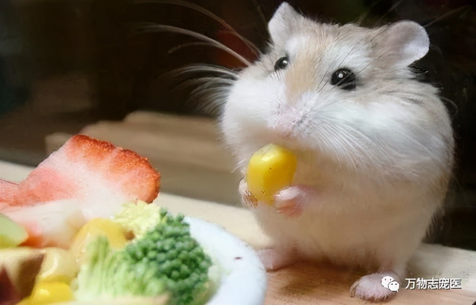 常见仓鼠疾病图片高清可爱,养仓鼠患呼吸道疾病