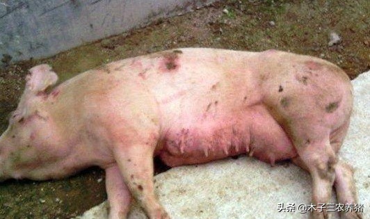 母猪产后容易热应激,教你2个妙招!轻松解决母猪夏季热应激!