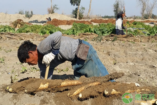 山药长芽了能种活吗,山药怎么保存才不长芽